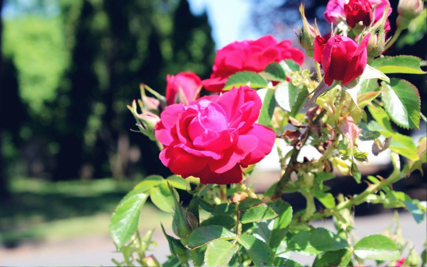 Nachhaltige Blumenkonzepte für Unternehmen