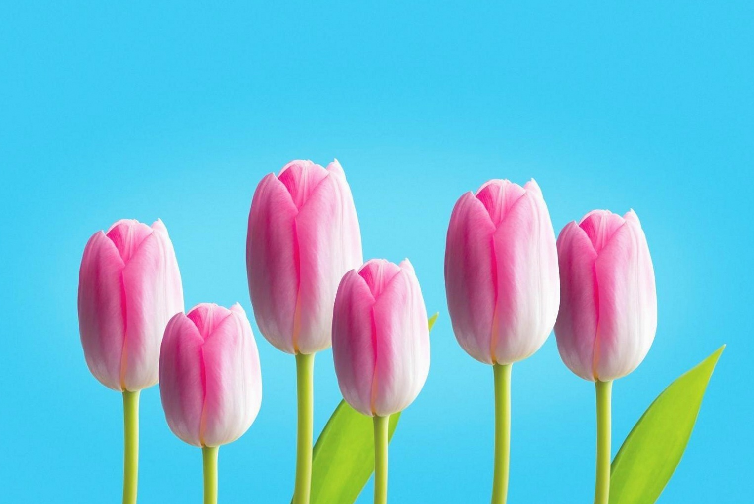 Professionelle Blumenarrangements für Unternehmenskunden